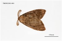 藏品(角斑毒蛾)的圖片